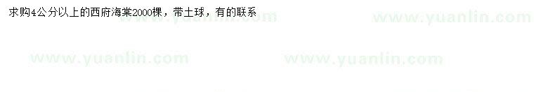 求購(gòu)4公分以上西府海棠