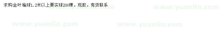 求購1.2米以上金葉榆球