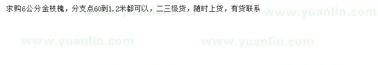 求購6公分金枝槐