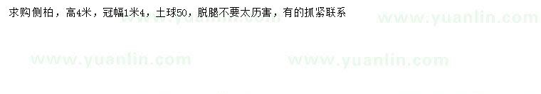 求購高4米側(cè)柏