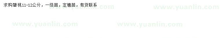 求購11-12公分碧桃