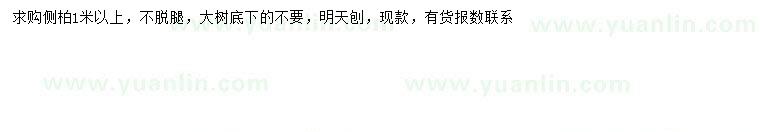 求購1米以上側(cè)柏
