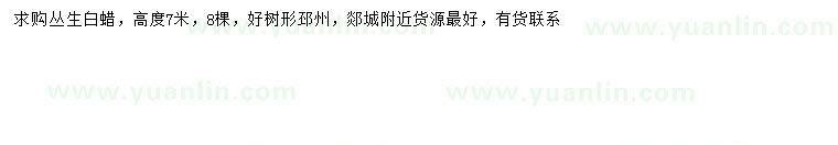 求購高7米叢生白蠟