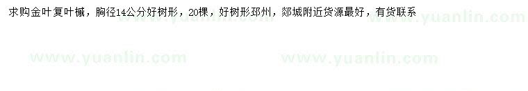 求購胸徑14公分金葉復(fù)葉槭