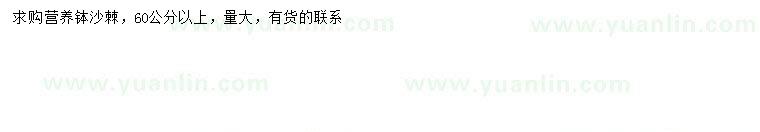 求購60公分以上沙棘
