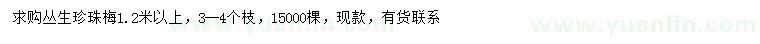 求購1.2米以上叢生珍珠梅