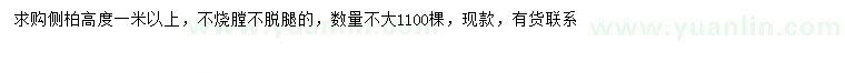 求購高1米以上側(cè)柏