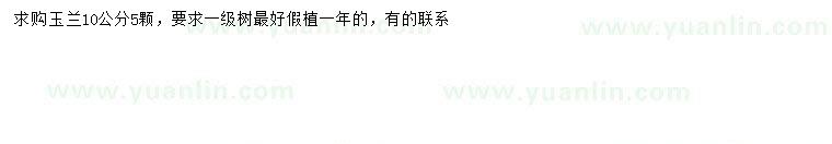 求購10公分玉蘭