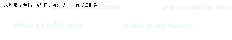 求購高30公分以上瓜子黃楊