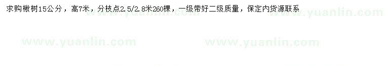 求購15公分楸樹