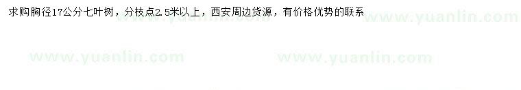 求購胸徑17公分七葉樹