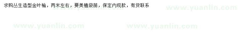 求購2米左右叢生造型金葉榆