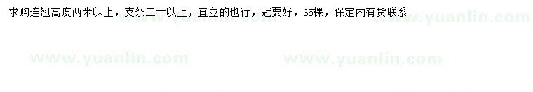 求購高2米以上連翹