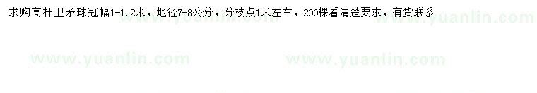 求購冠幅1-1.2米高桿衛(wèi)矛球