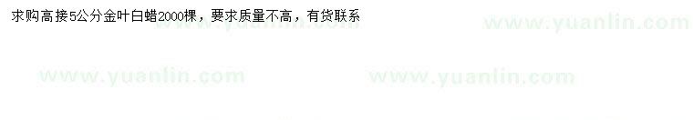 求購5公分金葉白蠟