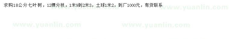 求購18公分七葉樹