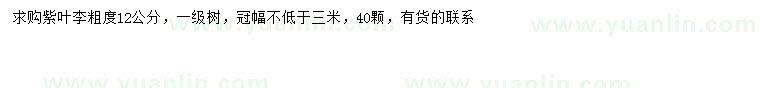 求購12公分紫葉李