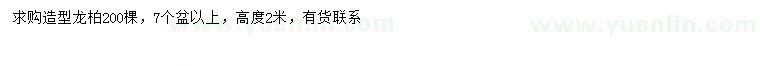求購高2米造型龍柏