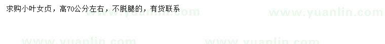 求購高70公分左右小葉女貞
