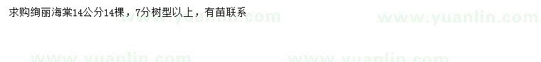 求購(gòu)14公分絢麗海棠
