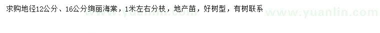 求購地徑12、16公分絢麗海棠