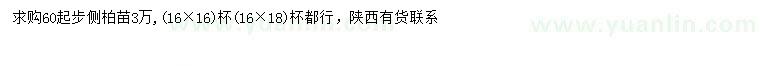 求購60公分以上側(cè)柏