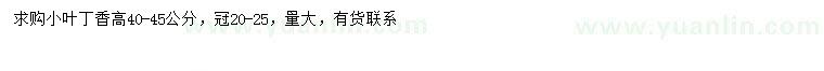 求購高40-45公分小葉丁香