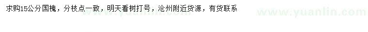 求購15公分國槐
