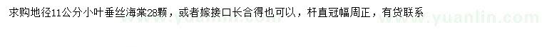 求購地徑11公分垂絲海棠