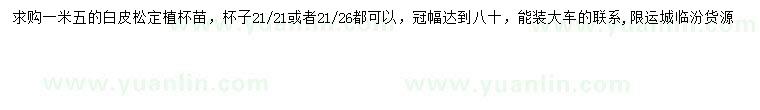 求購1.5米白皮松