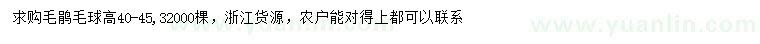 求購高40-45公分毛鵑球