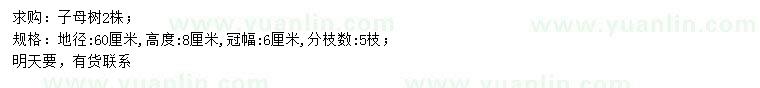 求購(gòu)地徑60公分子母樹