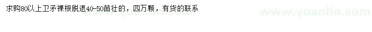 求購80公分以上衛矛
