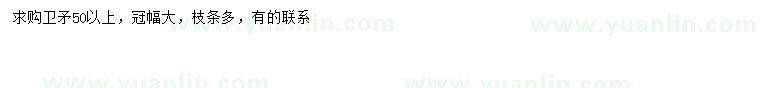 求購50公分以上衛(wèi)矛