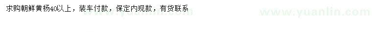 求購40公分以上朝鮮黃楊