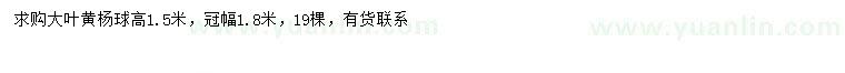 求購(gòu)冠幅1.8米大葉黃楊球