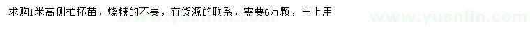 求購高1米側柏