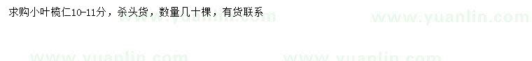 求購10-11公分小葉欖仁