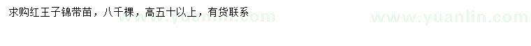求購(gòu)高50公分以上紅王子錦帶