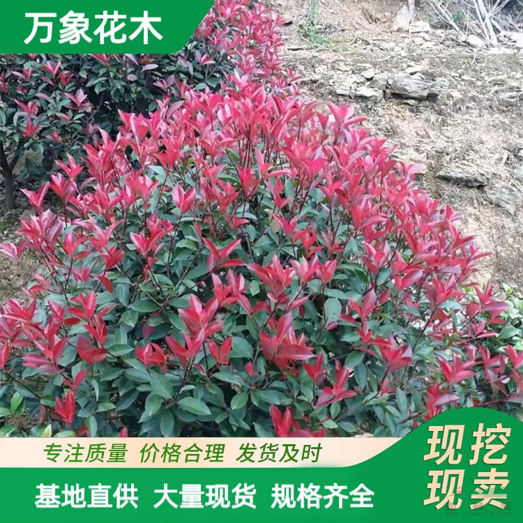 萬象花木 紅葉石楠球 城市園林綠化 耐鹽堿性和耐干旱 廠家批發(fā)直銷