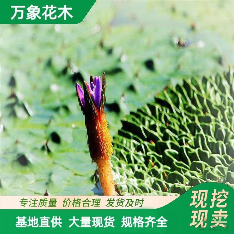 供應(yīng)水生植物 芡實(shí) 水體綠化造景工程苗 花鏡花壇配植 廠家批發(fā)直銷