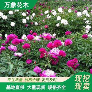 苗圃芍藥花苗 根塊當(dāng)年開花盆栽室內(nèi)花卉植物四季綠化工程苗 廠家批發(fā)直銷