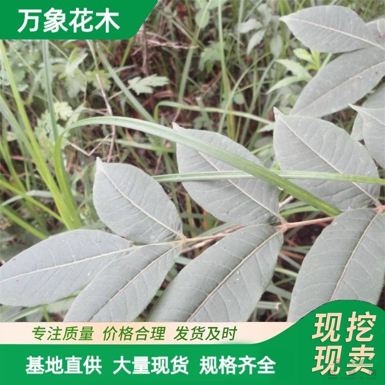 基地供應(yīng)黃菠蘿樹苗 園林綠化觀果植物 庭院防護(hù)樹