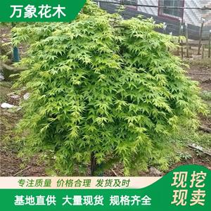 基地 紅楓流泉別墅綠化樹苗 庭院陽臺盆景綠植 加侖盆苗 廠家批發(fā)直銷