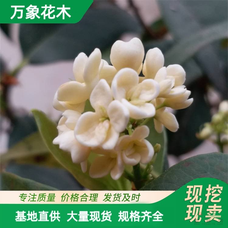 苗圃四季桂花小苗 四季常青 根系發(fā)達(dá) 園林工程綠化苗