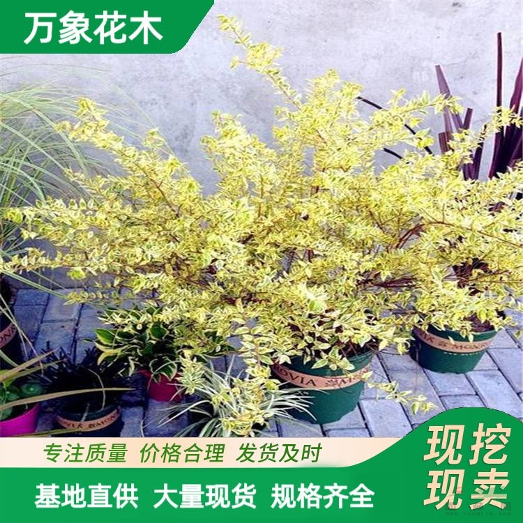 苗圃出售 花葉香桃木 花境植物 庭院造景植物 道路綠化苗 廠家批發(fā)直銷