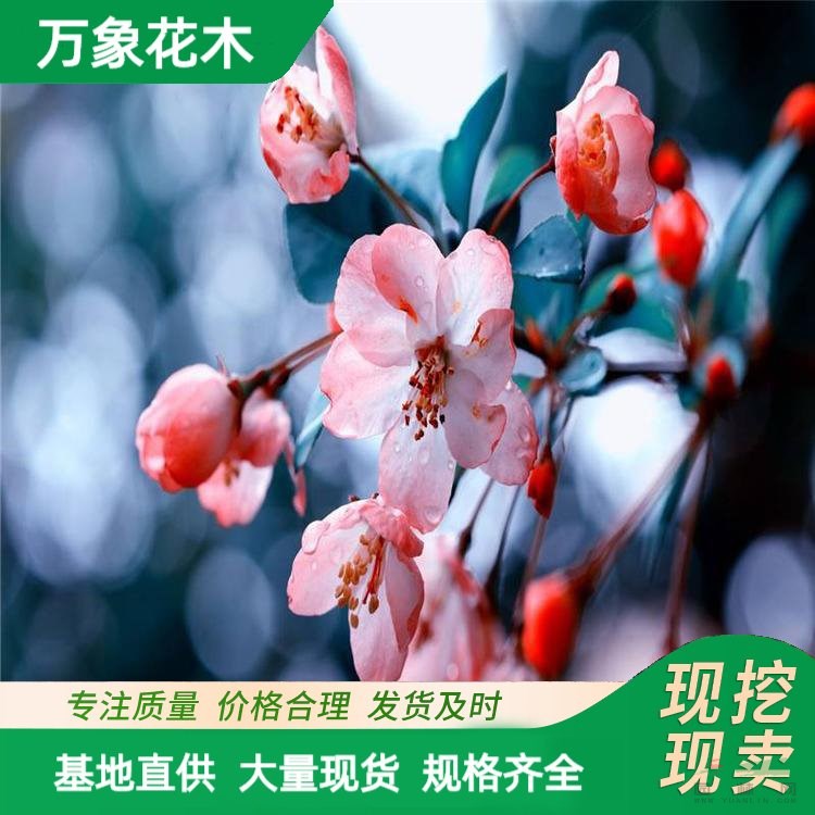 供應(yīng)日本海棠 花壇花鏡造景綠化 景區(qū)園林觀賞配植 行道風(fēng)景樹 廠家批發(fā)直銷