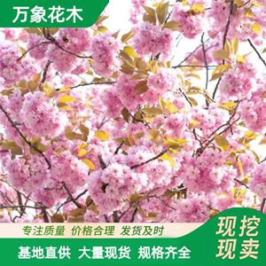 出售東 京櫻花苗木 庭院小區(qū)觀賞花卉植物 公園觀賞植物