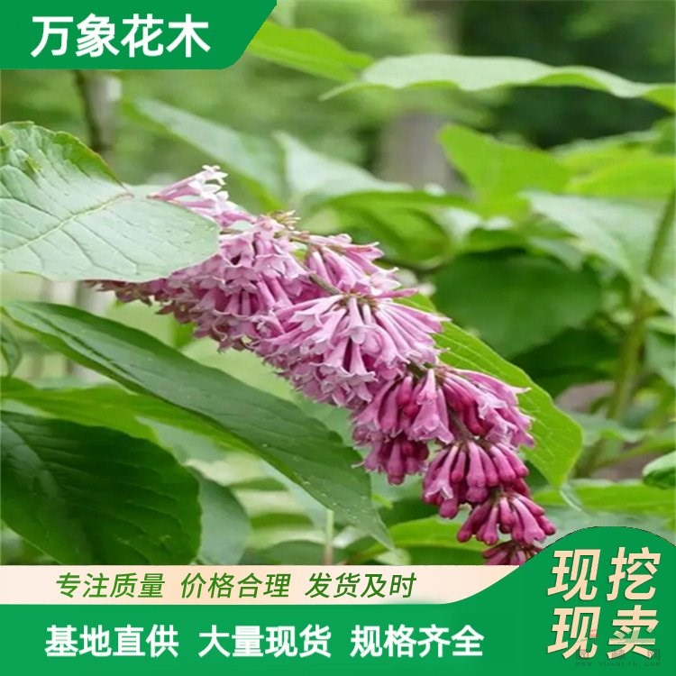 萬象花木 垂枝丁香 適應(yīng)性較強(qiáng) 適宜種在庭園 居住區(qū) 醫(yī)院 學(xué)校 廠家批發(fā)直銷