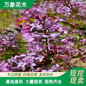 萬象花木 垂枝丁香 適應(yīng)性較強(qiáng) 適宜種在庭園 居住區(qū) 醫(yī)院 學(xué)校